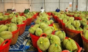 Fruit and vegetable export boom: Durian rejoices